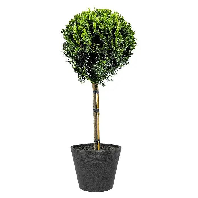 blumenkasten fr hauswand Susteelable Wandblumenkasten grn kaufen
