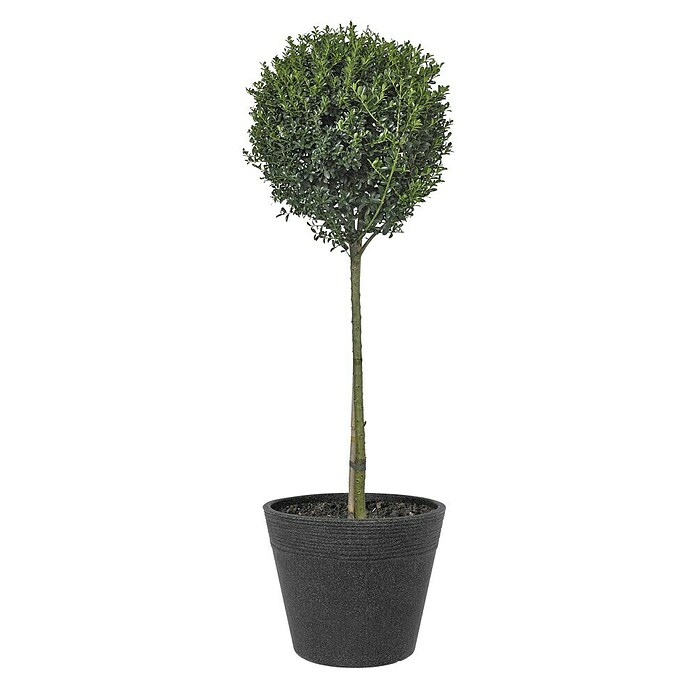 Geli Pflanztopf Napoli (30 cm, Anthrazit, Gerillt)
