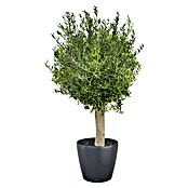 Lechuza Classico Pflanzkübel rund Color (Außenmaß (Ø x H): 60 x 55,5 cm, Kunststoff, Schiefergrau) | BAUHAUS