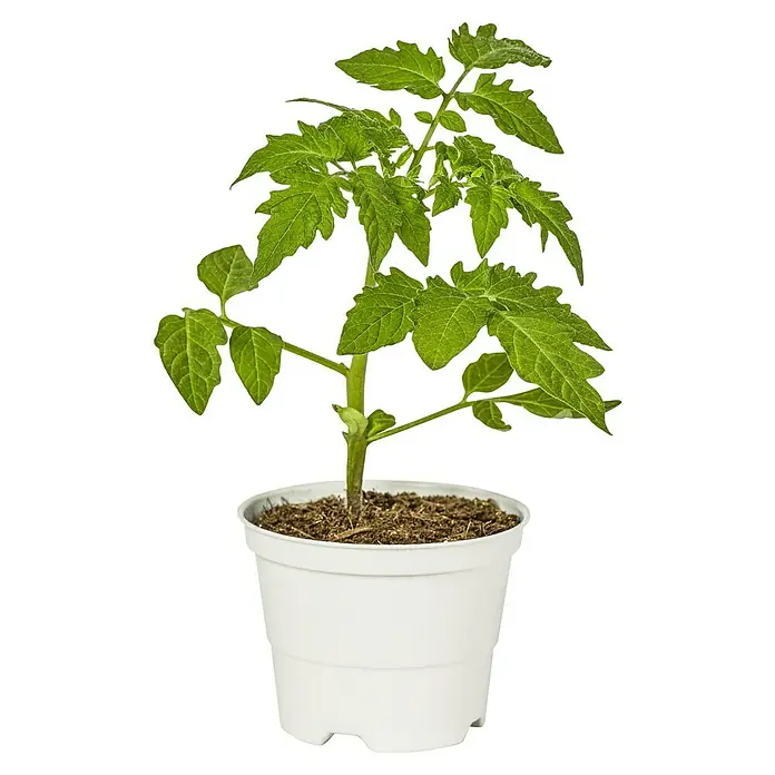 Piardino Cocktailtomate Bio - Solanum lycopersicum 'Solena® Sweet Yellow', 12 cm, Erntezeit: Juli - Ein frischer Tomatenpflanze im Topf, ideal für den Anbau eigener Tomaten. Die Pflanze hat grüne Blätter und steht in einem weißen Kunststofftopf.