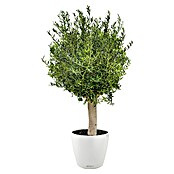 Lechuza Classico Pflanzkübel rund Color (Außenmaß (Ø x H): 60 x 55,5 cm, Kunststoff, Weiß) | BAUHAUS