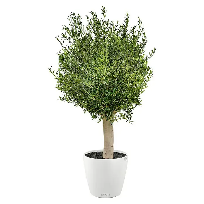 Lechuza Classico Pflanzkübel rund Color - Außenmaß (Ø x H): 60 x 55,5 cm, Kunststoff, Weiß - Dieser Olivenbaum im Topf ist ein attraktives Dekorationselement, das Natürlichkeit in jeden Raum bringt. Ideal für stilvolle Innenräume.
