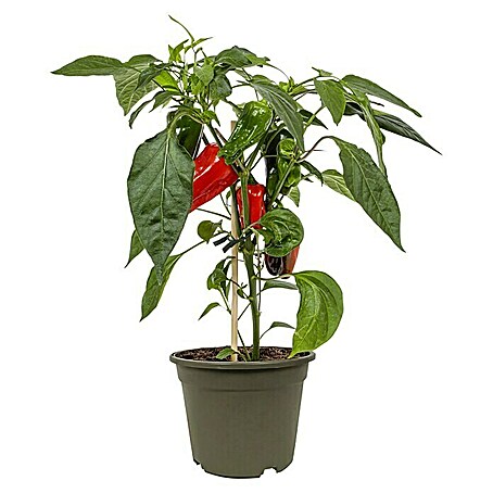 Piardino Paprika Bio (11 cm, Erntezeit: August, Farbe Frucht: Rot)