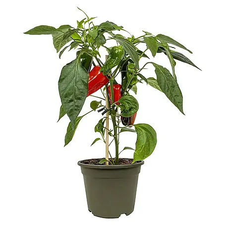 Piardino  Paprika Bio