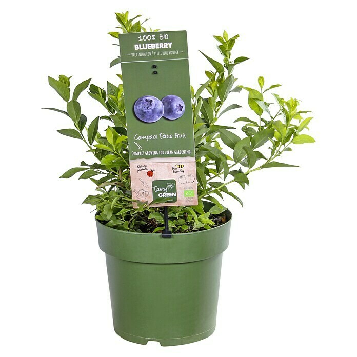 Piardino Heidelbeere (Vaccinium corymbosum 'Little Blue Wonder', Topfgröße: 21 cm, Erntezeit: Juli) | BAUHAUS