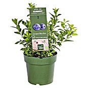 Piardino Heidelbeere (Vaccinium corymbosum 'Little Blue Wonder', Topfgröße: 21 cm, Erntezeit: Juli) | BAUHAUS
