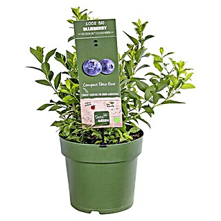 Piardino Heidelbeere (Vaccinium corymbosum 'Little Blue Wonder', Topfgröße: 21 cm, Erntezeit: Juli)