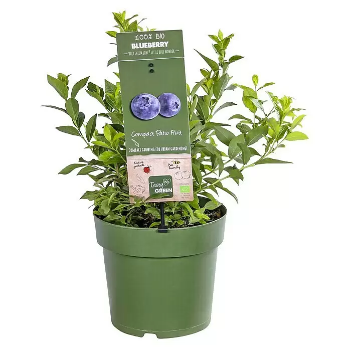 Piardino Heidelbeere - Vaccinium corymbosum 'Little Blue Wonder', Topfgröße: 21 cm, Erntezeit: Juli - Eine junge Heidelbeerpflanze im grünen Topf mit einem grünen Etikett, das Heidelbeeren und den Text „100% BIO Blueberry Compact Patio Fruit“ zeigt.