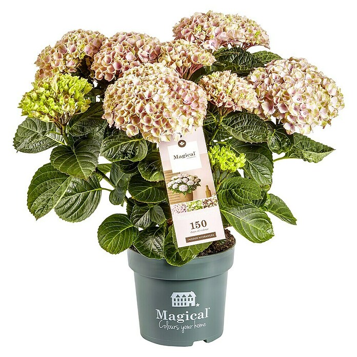 Bauernhortensie