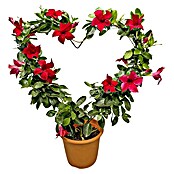 Piardino Dipladenia Herzform (Dipladenia sanderi, Topfgröße: 14 cm, Rot) | BAUHAUS