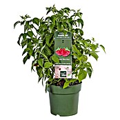 Piardino Himbeere (Rubus idaeus 'Lowberry® Little Sweet Sister®', Topfgröße: 21 cm, Erntezeit: Juli) | BAUHAUS