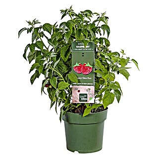 Piardino Himbeere (Rubus idaeus 'Lowberry® Little Sweet Sister®', Topfgröße: 21 cm, Erntezeit: Juli)