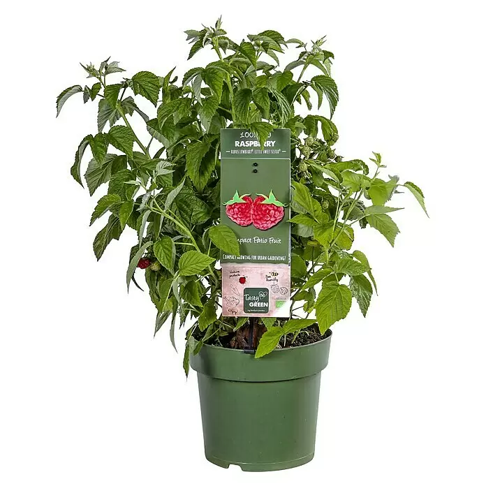 Piardino Himbeere - Rubus idaeus 'Lowberry® Little Sweet Sister®', Topfgröße: 21 cm, Erntezeit: Juli - Vorderansicht