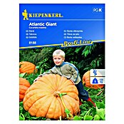 Kiepenkerl Sjeme povrća bundeva Atlantic Giant  (Cucurbita maxima, Vrijeme sjetve: Travanj) | BAUHAUS