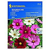 Kiepenkerl Profi-Line Sjeme cvijeća Uresnica Sensations-Mix  (Cosmos bipinnatus, Raznobojno) | BAUHAUS