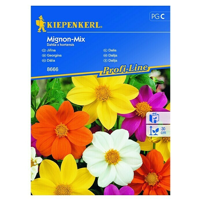 Kiepenkerl Profi-Line Cvetlična semena Dalija Mignon-Mix  (Dahlia x hortensis, Različne barve) | 8127 - Feinsämereien in PG Marke | IBYA - Sämereien | IBY - Sämereien | IB - Grünpflanzen/Sämereien | I - Stadtgarten | BAUHAUS