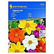 Kiepenkerl Profi-Line Cvetlična semena Dalija Mignon-Mix  (Dahlia x hortensis, Različne barve) | 8127 - Feinsämereien in PG Marke | IBYA - Sämereien | IBY - Sämereien | IB - Grünpflanzen/Sämereien | I - Stadtgarten | BAUHAUS
