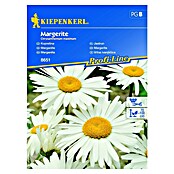 Kiepenkerl Profi-Line Cvetlična semena Vrtna ivanjščica  (Chrysantemum maximum, Bela, Rumena) | 8127 - Feinsämereien in PG Marke | IBYA - Sämereien | IBY - Sämereien | IB - Grünpflanzen/Sämereien | I - Stadtgarten | BAUHAUS