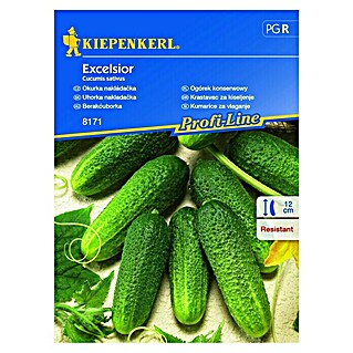 Kiepenkerl Zelenjavna semena kumarice za vlaganje Excelsior (Cucumis sativus, Čas setve: Maj, Čas žetve: Julij)