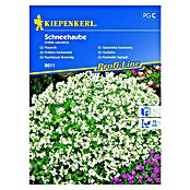 Kiepenkerl Profi-Line Sjeme cvijeća Gušarka Schneehaube  (Arabis Caucasica, Bijela) | BAUHAUS