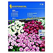 Kiepenkerl Profi-Line Cvetlična semena Navadna marjetica mix  (Bellis perennis, Različne barve) | 8127 - Feinsämereien in PG Marke | IBYA - Sämereien | IBY - Sämereien | IB - Grünpflanzen/Sämereien | I - Stadtgarten | BAUHAUS