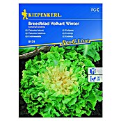 Kiepenkerl Zelenjavna semena solata endivija Breedblad Volhart Winter  (Cichorium endivia, Čas žetve: September) | 8127 - Feinsämereien in PG Marke | IBYA - Sämereien | IBY - Sämereien | IB - Grünpflanzen/Sämereien | I - Stadtgarten | BAUHAUS