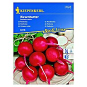 Kiepenkerl Profi-Line Sjeme povrća Rotkvica Riesenbutter  (Raphanus sativus, Berba: Lipanj, 10 m²) | BAUHAUS