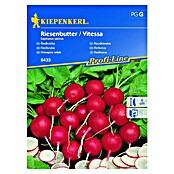 Kiepenkerl Profi-Line Sjeme povrća Rotkvica Vitessa  (Raphanus sativus, Berba: Lipanj, 10 m²) | BAUHAUS