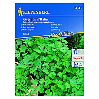 Kiepenkerl Zeliščna semena peteršilja Gigante d'Italia (Petroselinum crispum var. neapolitanum, Čas setve: Marec, Čas žetve: Junij)