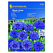 Kiepenkerl Cvetlična semena Modri glavinec Blauer Junge  (Centaurea cyanus, Modrovijolična) | 8127 - Feinsämereien in PG Marke | IBYA - Sämereien | IBY - Sämereien | IB - Grünpflanzen/Sämereien | I - Stadtgarten | BAUHAUS