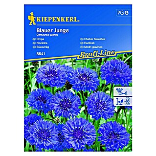 Kiepenkerl Cvetlična semena Modri glavinec Blauer Junge (Centaurea cyanus, Modrovijolična)