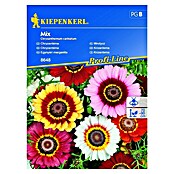 Kiepenkerl Sjeme cvijeća Krizantema Mix  (Chrysantemum carinatum, Raznobojno) | BAUHAUS