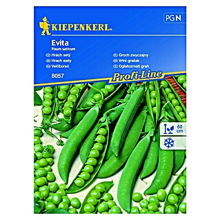Kiepenkerl Zelenjavna semena za oglatozrnati grah Evita (Pisum sativum, Čas žetve: Junij)