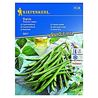 Kiepenkerl Zelenjavna semena graha Davis (Phaseolus vulgaris, Čas žetve: Julij)