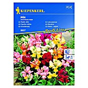 Kiepenkerl Cvetlična semena velikega odolina Mix  (Antirrhinum majus, Večbarvno) | 8127 - Feinsämereien in PG Marke | IBYA - Sämereien | IBY - Sämereien | IB - Grünpflanzen/Sämereien | I - Stadtgarten | BAUHAUS