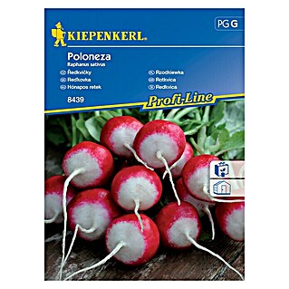Kiepenkerl Zelenjavna semena redkvica Poloneza (Raphanus sativus, Čas žetve: Marec, 10 m²)