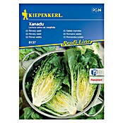 Kiepenkerl Zelenjavna semena solate Xanadu  (Lactuca sativa var. longifolia, Čas žetve: Maj) | 8127 - Feinsämereien in PG Marke | IBYA - Sämereien | IBY - Sämereien | IB - Grünpflanzen/Sämereien | I - Stadtgarten | BAUHAUS
