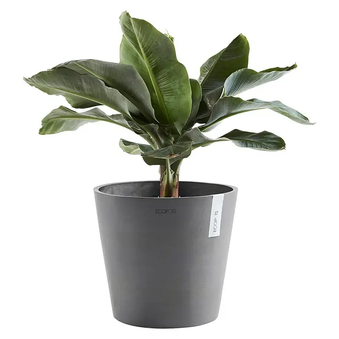 Ecopots Amsterdam Pflanzkübel rundAußenmaß (Ø x H): 40 x 35 cm, Kunststoff, Grau, Mit Bewässerungssystem - Zimmerpflanze in einem grauen Ecopots Pflanzgefäß, ideal für die Inneneinrichtung und zur Verbesserung der Luftqualität.