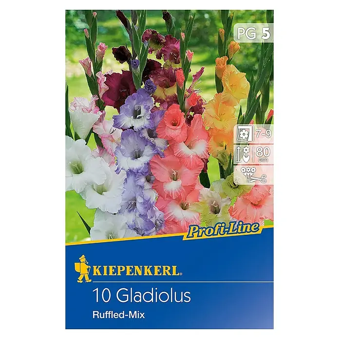 Kiepenkerl Sommerblumenzwiebeln Schwertblume - Gladiolus x hybrida 'Ruffled-Mix', 10 Stk. - Produktabbildung der Kiepenkerl 10 Gladiolen Ruffled-Mix Blumenzwiebelpackung mit farbenfrohen Gladiolenblüten.