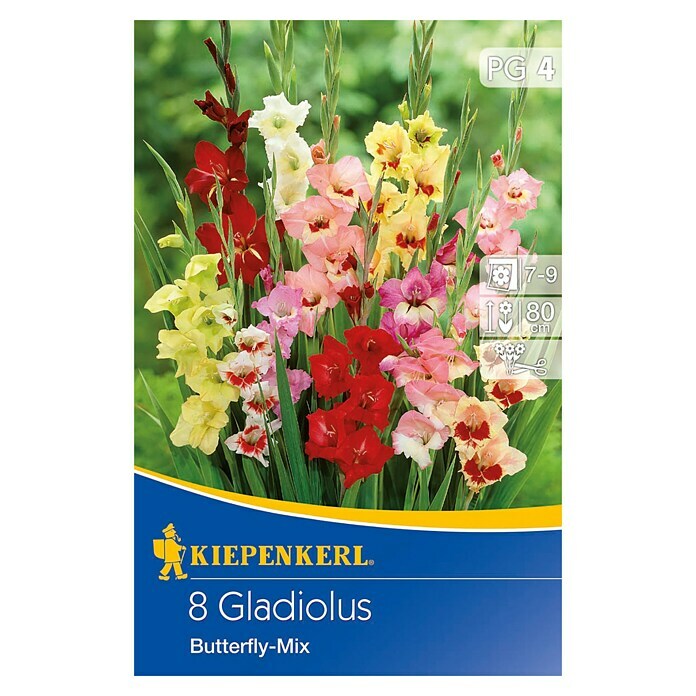 Kiepenkerl Sommerblumenzwiebeln Schwertblume (Gladiolus x hybrida 'Butterfly Mix', 8 Stk.) | BAUHAUS