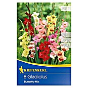 Kiepenkerl Sommerblumenzwiebeln Schwertblume (Gladiolus x hybrida 'Butterfly Mix', 8 Stk.) | BAUHAUS