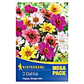 Kiepenkerl Sjeme cvijeća dalija Happy  (Dahlia x Hybrida, Raznobojno) | BAUHAUS