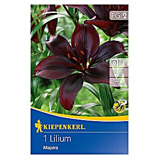 Kiepenkerl Sommerblumenzwiebeln Lilie (Lilium x hybrida 'Mapira', 1 Stk.)