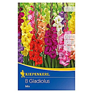 Kiepenkerl Sommerblumenzwiebeln Schwertblume (Gladiolus x hybrida Mix, 8 Stk.)