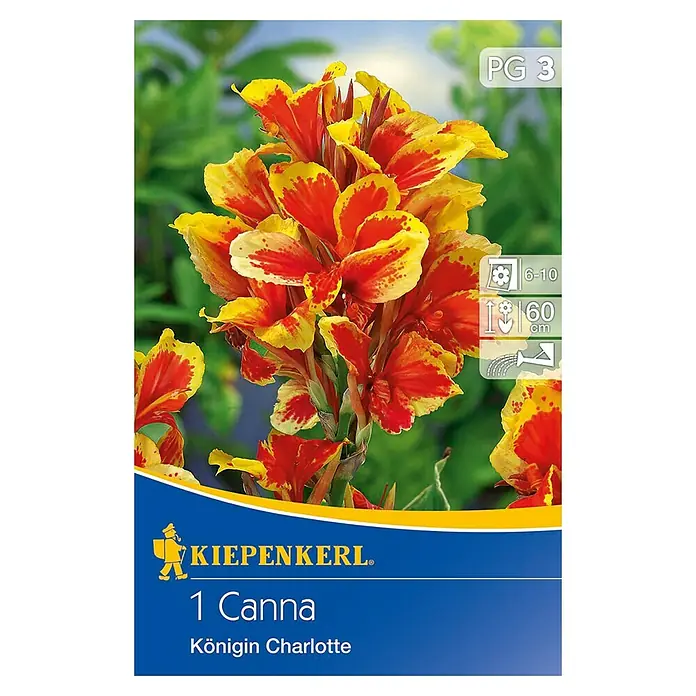 Kiepenkerl Sommerblumenzwiebeln Blumenrohr - Canna indica 'Königin Charlotte', 1 Stk. - Produktabbildung einer Canna 'Königin Charlotte' mit leuchtend gelben und roten Blüten.
