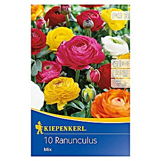 Kiepenkerl Sommerblumenzwiebeln Ranunkeln (Ranunculus Mix, 10 Stk.)