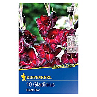 Kiepenkerl Sommerblumenzwiebeln Schwertblume (Gladiolus x hybrida 'Black Star', 10 Stk.)