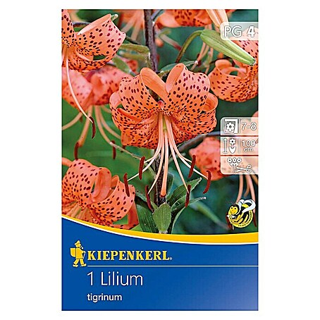 Kiepenkerl Sommerblumenzwiebeln Lilie (Lilium tigrinum, 1 Stk.)