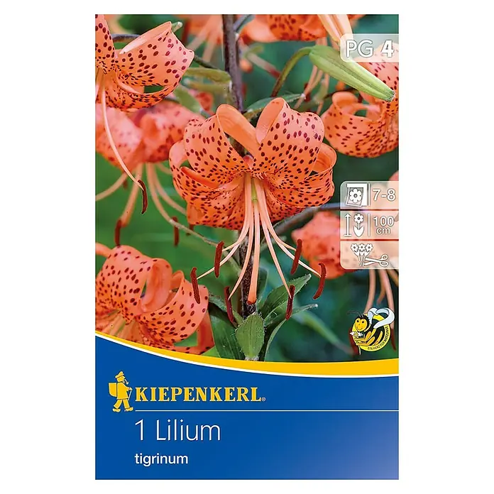 Kiepenkerl Sommerblumenzwiebeln Lilie - Lilium tigrinum, 1 Stk. - Packung mit 1 Lilium tigrinum, einer exotischen Tigerlilie mit orangefarbenen Blüten und dunklen Flecken, ideal für farbenfrohe Gärten.