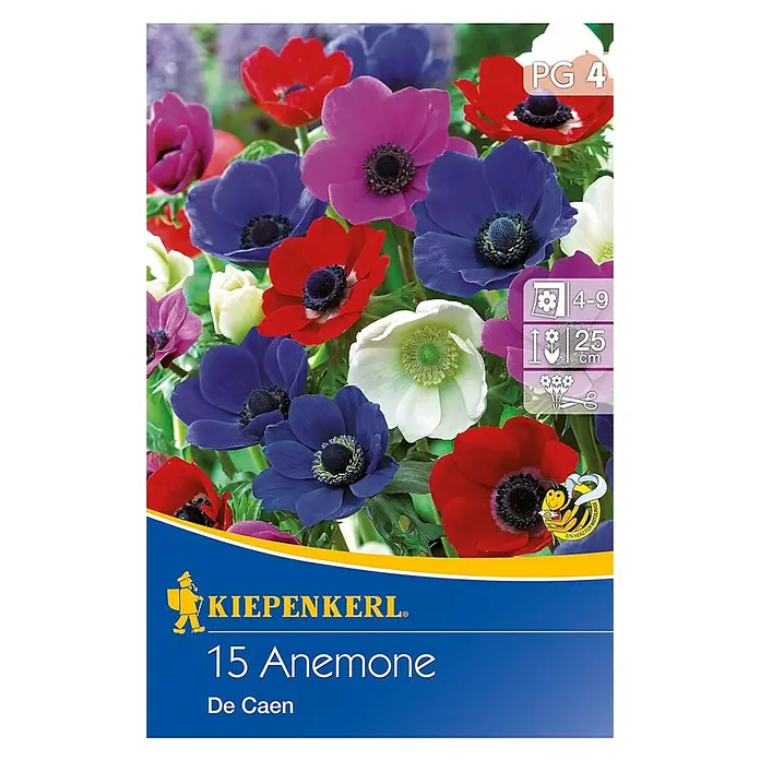 Kiepenkerl Sommerblumenzwiebeln Windröschen - Anemone coronaria 'Da Caen', 15 Stk. - Produktbild: 15 Anemone De Caen Blumenzwiebeln. Farbenprächtige Blütenmischung für Beet und Topf. Eine Augenweide im Garten.